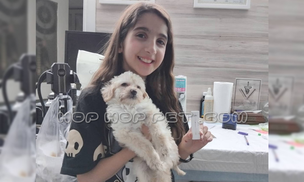 توله سگ پودل شیری ماده ۲ ماهه (۲)