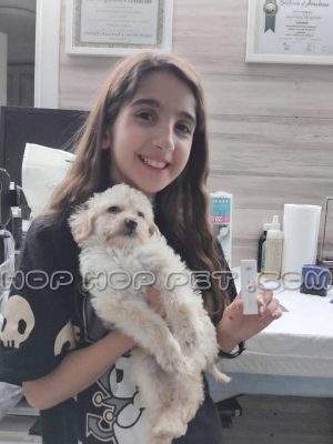 توله سگ پودل شیری ماده ۲ ماهه