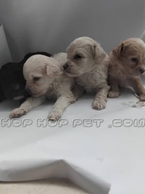 توله سگ پودل کرم طلایی یک ماهه ماده (۱)