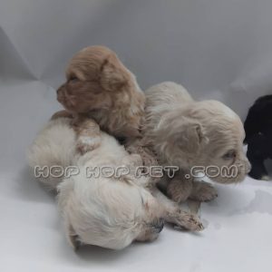 توله سگ پودل کرم طلایی یک ماهه ماده (۲)