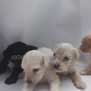 توله سگ پودل کرم طلایی یک ماهه ماده (۳)