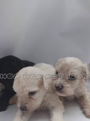 توله سگ پودل کرم طلایی یک ماهه ماده (۳)