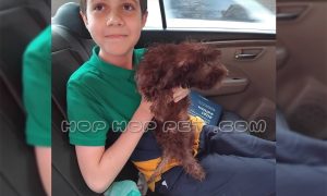 رضایت آقا سامیار از خرید توله سگ مالتیپو دارک رد سه ماهه نر