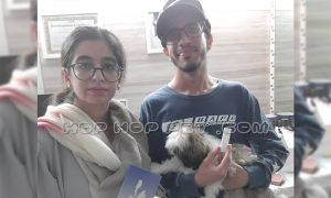 رضایت خانواده از خرید توله سگ شیتزو تری کالر ماده دو ماهه