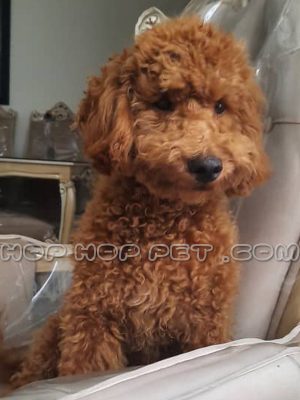 سگ توی پودل دارچینی یک ساله نر (۱)