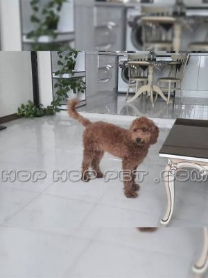 سگ توی پودل دارچینی یک ساله نر (۲)