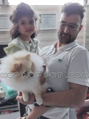 سگ پامرانین روباهی نر سفید نباتی یک ساله