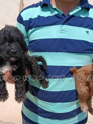 یک جفت توله پودل نر و ماده ۱ ماهه مشکی و دارچینی (۲)