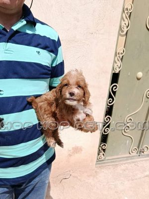 یک جفت توله پودل نر و ماده ۱ ماهه مشکی و دارچینی (۹)