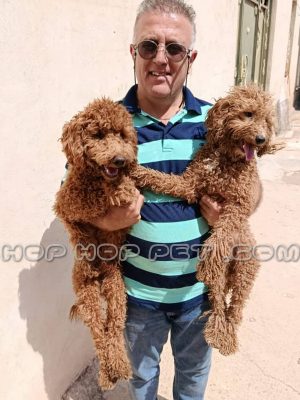 یک جفت توی پودل دارچینی نر ۱ ساله (۱)