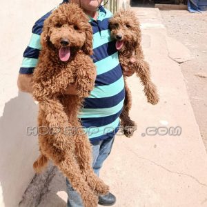 یک جفت توی پودل دارچینی نر ۱ ساله (۲)