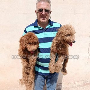 یک جفت توی پودل دارچینی نر ۱ ساله (۳)