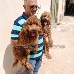 یک جفت توی پودل دارچینی نر ۱ ساله (۴)