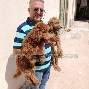 یک جفت توی پودل دارچینی نر ۱ ساله (۶)