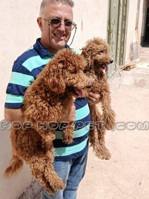 یک جفت توی پودل دارچینی نر ۱ ساله (۶)