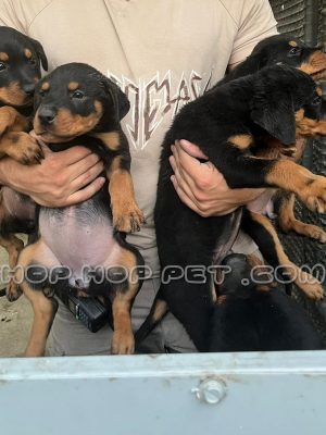 توله سگ روتوایلر نر دو و نیم ماهه