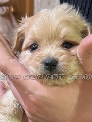 توله سگ شیتزو مینیاتوری یک و نیم ماهه موکا