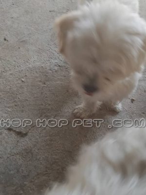 توله سگ شیتزو نر دو و نیم ماهه برفی (۱)