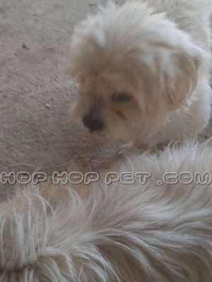 توله سگ شیتزو نر دو و نیم ماهه برفی