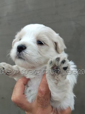 توله سگ مالتیپو ماده ۴۵ روزه شکری