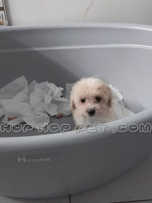 توله سگ مالتیپو ماده دو ماهه نباتی