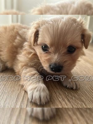 توله سگ مالتیپو نر سه ماهه نسکافه ای (۱)