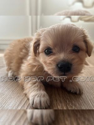 توله سگ مالتیپو نر سه ماهه نسکافه ای