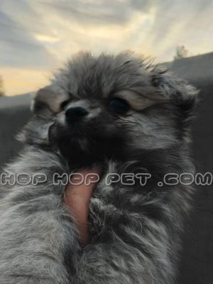 توله سگ پامرانین خاکستری چهل روزه (۲)