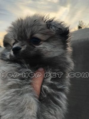 توله سگ پامرانین خاکستری چهل روزه