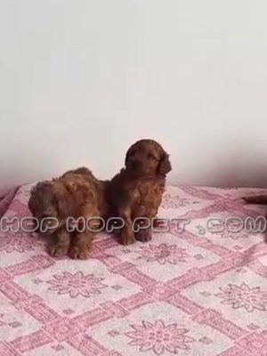 توله سگ پودل رد ماده ۲ ماهه شکلاتی