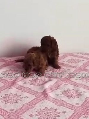 توله سگ پودل رد نر ۲ ماهه چشم تیله ای