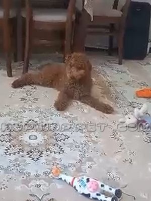 توله سگ پودل عروسکی نر سه ماهه