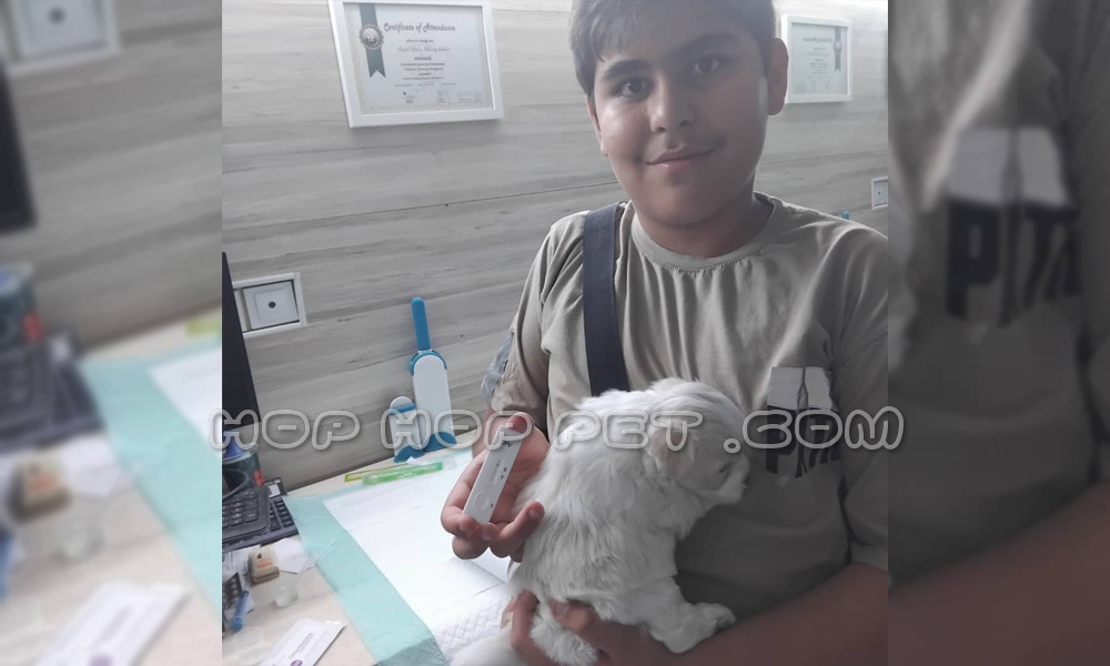 رضایت آقای حمیدی از خرید توله سگ مالتیپو نر شیری