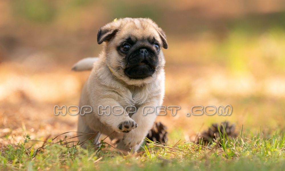 سگ پاگ مینی