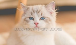 فروش گربه سعادت آباد