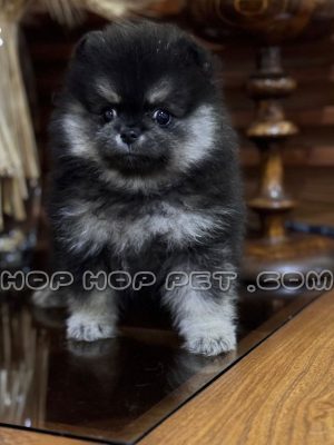 توله پامر خرسی سیاه سفید نر پنجاه روزه