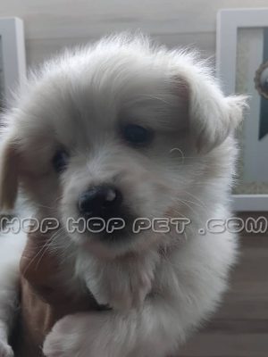 توله پامر روباهی سفید ماده دو ماهه (۱)