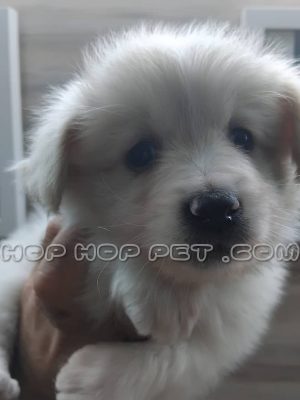 توله پامر روباهی سفید ماده دو ماهه (۲)