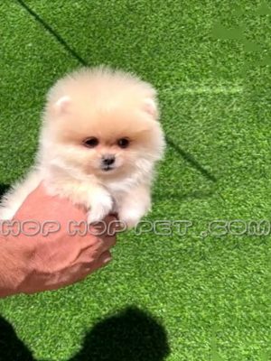 توله پامر روباهی نباتی نر یک و نیم ماهه