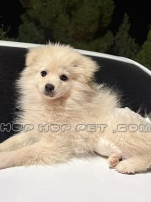 توله پامر عروسکی وانیلی نر چهار ماهه