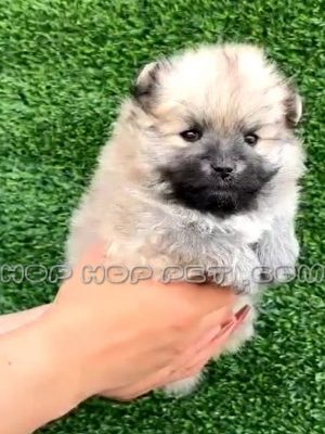 توله پامرانین خرسی سفید خاکستری نر یک ماهه
