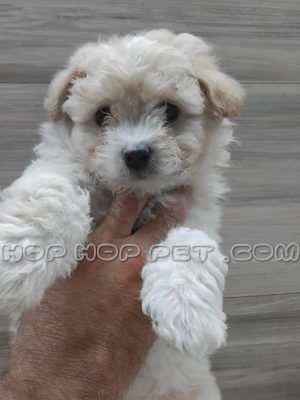 توله پودل کراس سفید نر دو ماهه (۲)