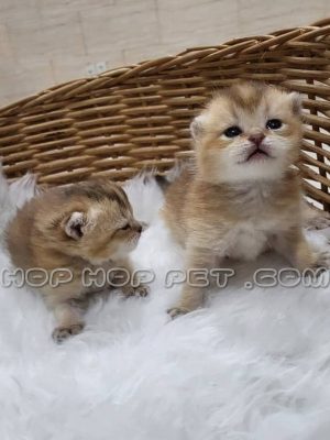 توله گربه اسکاتیش فولد لانگ هیر نارنجی نر یک ماهه (۱)