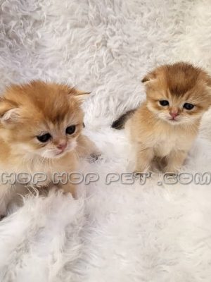 توله گربه اسکاتیش فولد لانگ هیر نارنجی نر یک ماهه (۳)