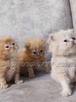 توله گربه بریتیش سفید لانگ هیر ماده چهل روزه