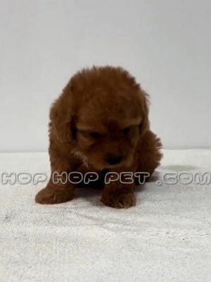 توی پودل بلوطی ماده وارداتی دو ماهه