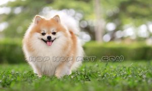 خرید سگ ارزان