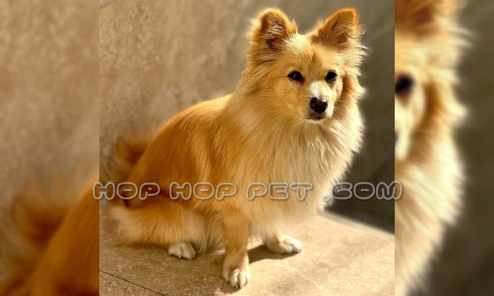 سگ اشپیتز روباهی