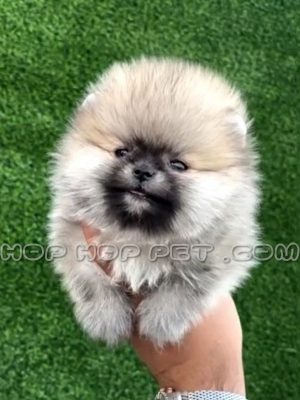 پامر خرسی عروسکی ماده پوزه خاکستری پنجاه روزه