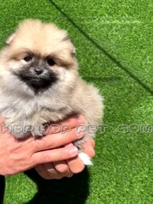 پامرانین خرسی پرتقالی ماده سایز استاندارد دو ماهه